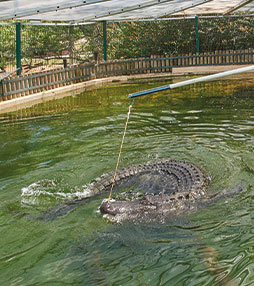 crocodilo na agua