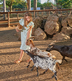menina dá de comer as cabras