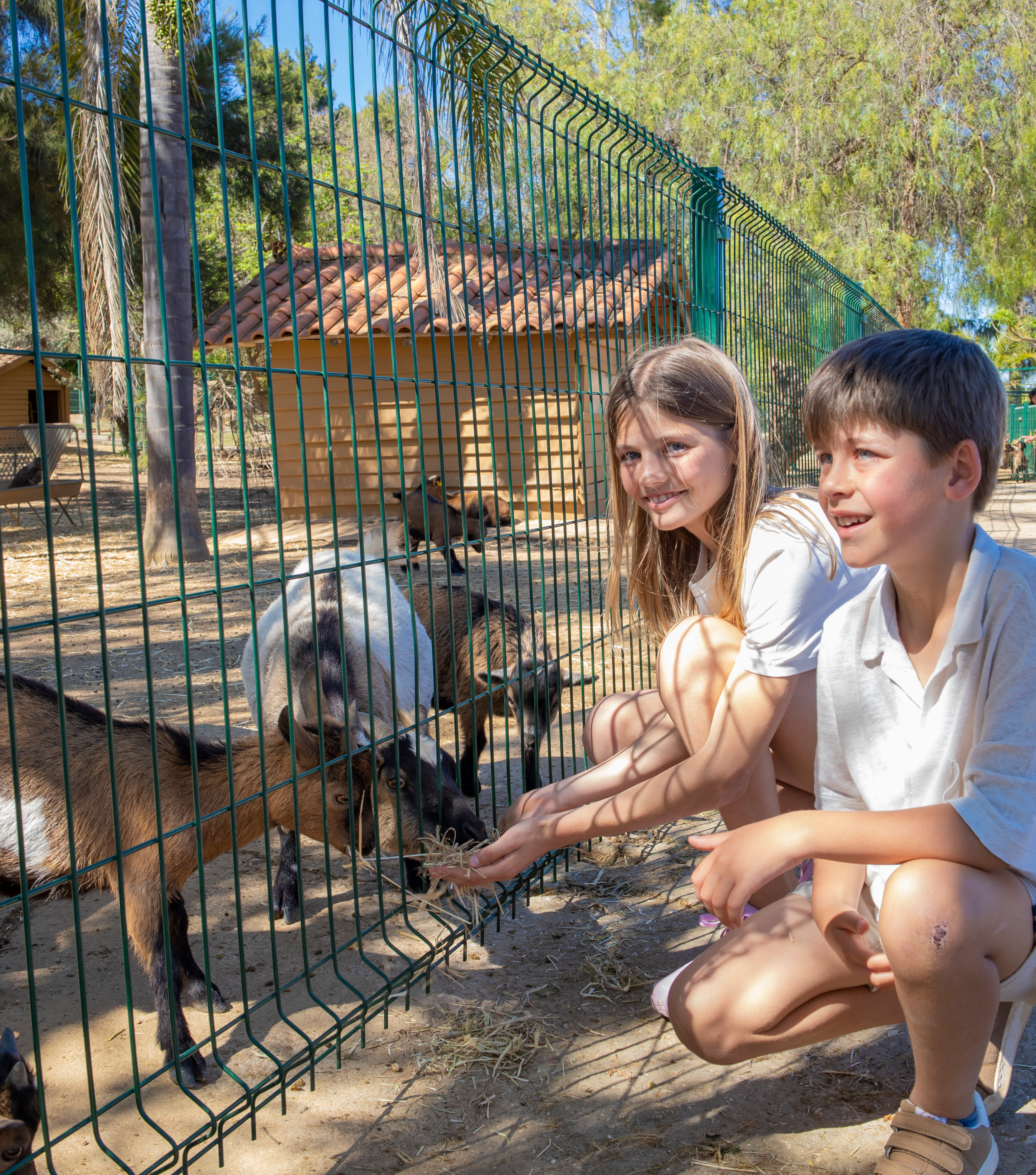 alimentação de cabrinhas