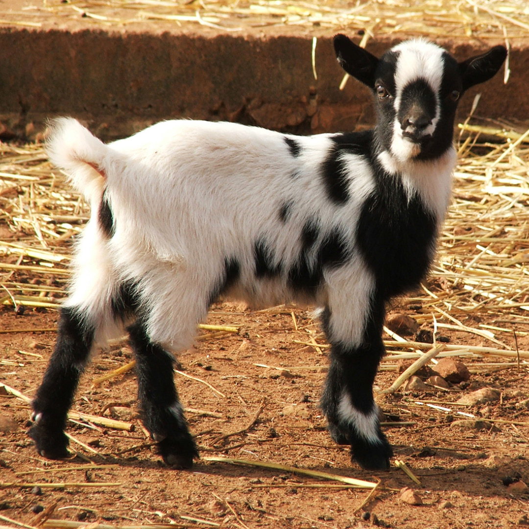 Cabra-anã-da-Nigéria