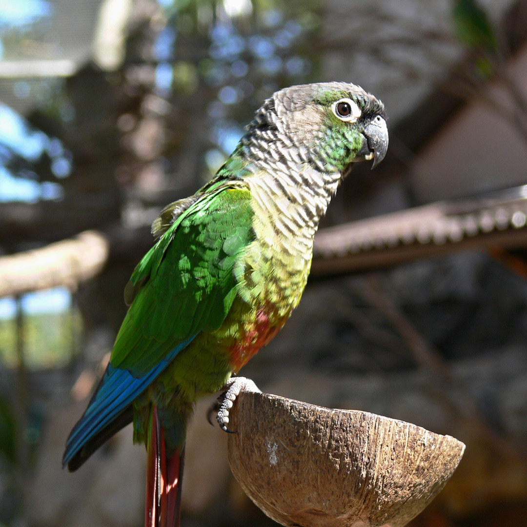 Conure-de-face-verde