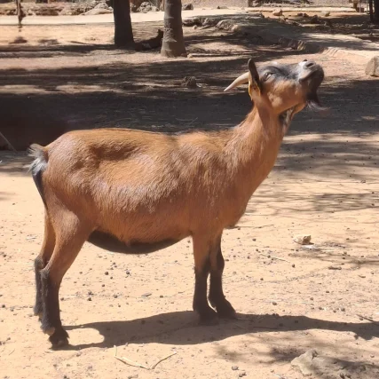 Cabra-anã-da-NigériaCapra hircus